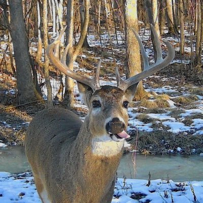 MBRxOutdoors deer profile image